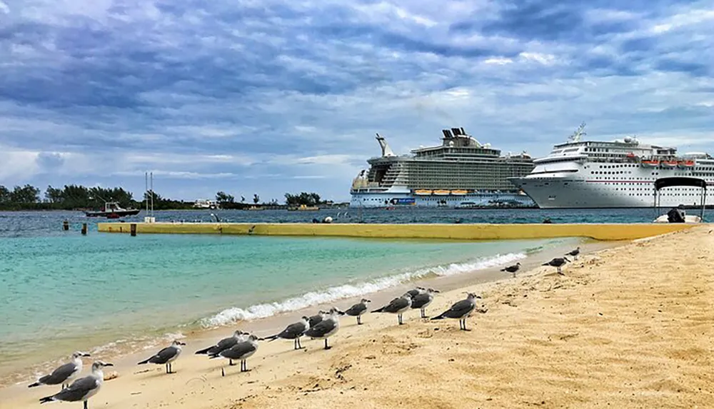 A line of seagulls occupy the foreground on a sandy beach with two large cruise ships anchored in the background under a cloudy sky