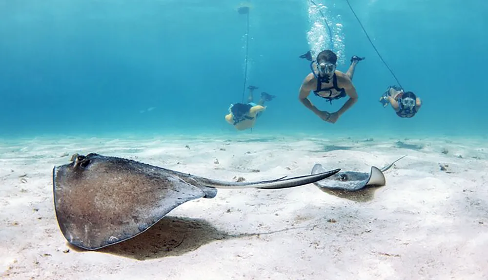 A stingray glides across the sandy ocean floor while three divers hover above observing it