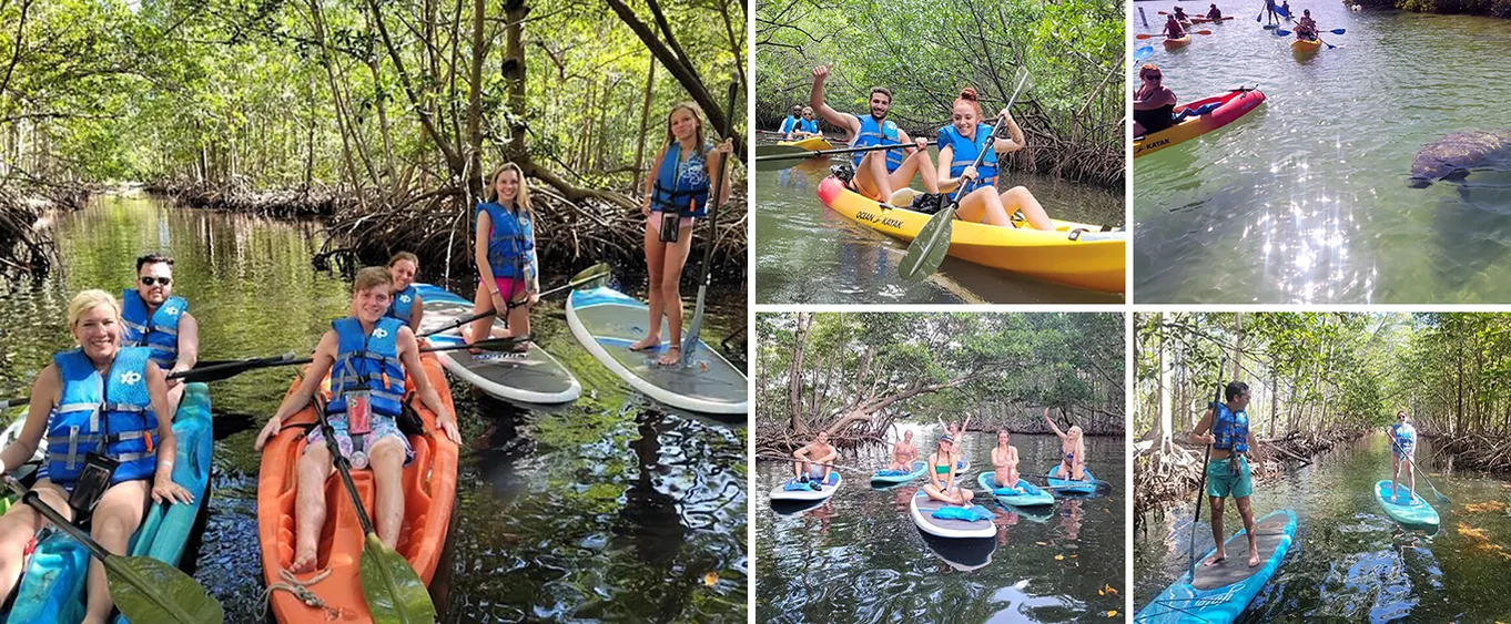 Stand Up Paddle Boarding and Kayaking at Mangrove Jungle