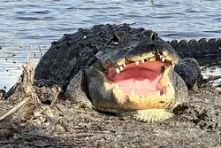 Popular Airboat Tours