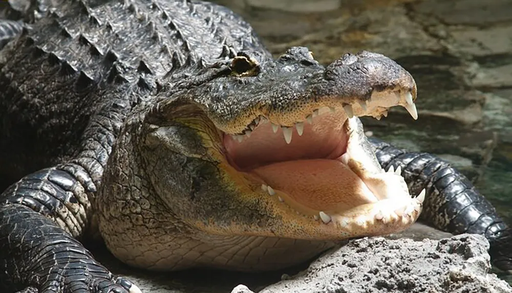 The image shows a close-up of a crocodile with its mouth wide open revealing sharp teeth and a robust textured skin