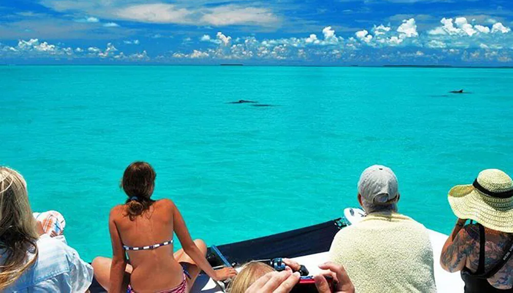 Tourists on a boat are watching whales in a turquoise blue sea