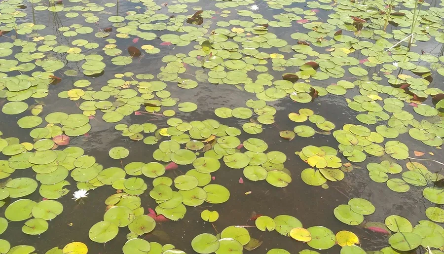 The image shows a calm water surface densely populated with green water lily pads with a single white lily flower in bloom.