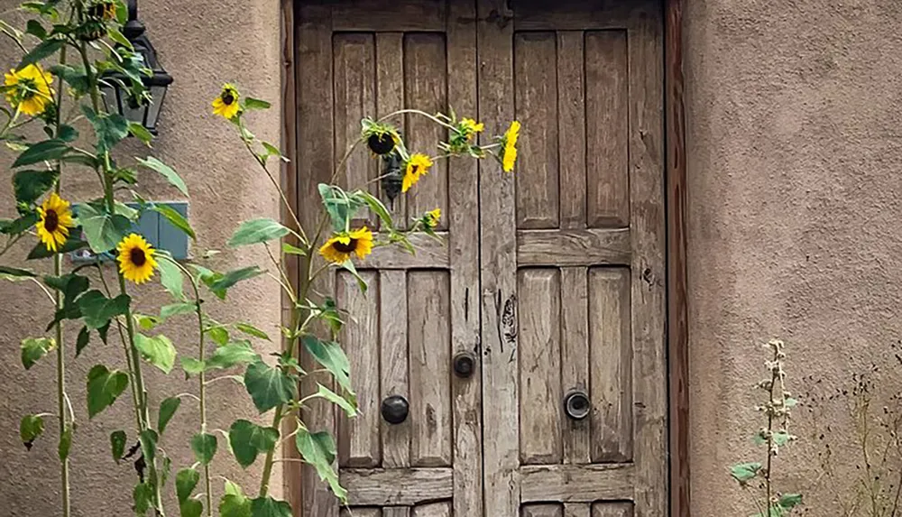 A rustic wooden double door is adorned with a creeping sunflower vine against a textured wall