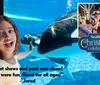 The image is an advertisement for SeaWorlds Christmas celebration featuring a couple looking at Christmas lights superimposed on a photo of orcas swimming in clear blue water