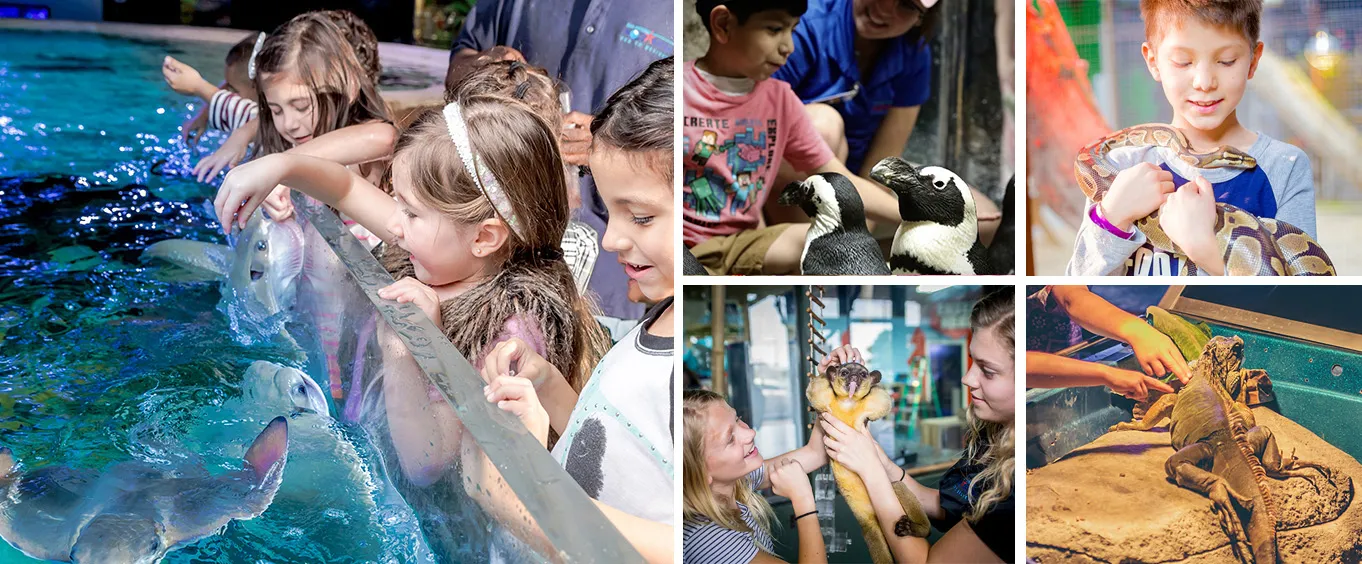 San Antonio Aquarium, San Antonio's Best & Most Hands On Aquarium