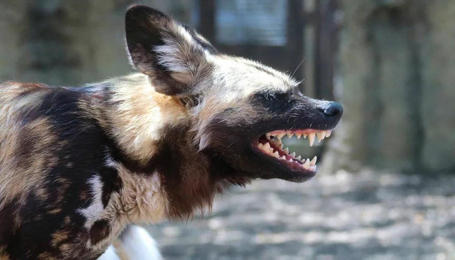 The image shows an African wild dog, also known as a painted wolf, with its mouth open, displaying its sharp teeth, probably in the midst of a vocalization or panting.