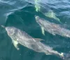 The image shows a trio of dolphins swimming close to the surface of the ocean water