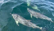 The image shows a trio of dolphins swimming close to the surface of the ocean water.