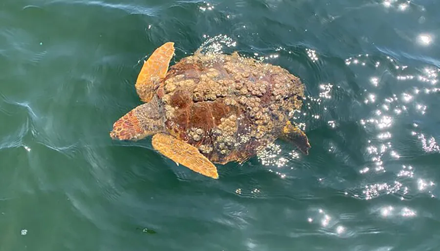 A sea turtle with a shell covered in barnacles is swimming near the surface of sparkling ocean waters.