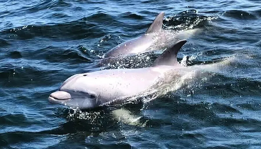 Two dolphins are gliding through the water, creating a dynamic and lively scene.