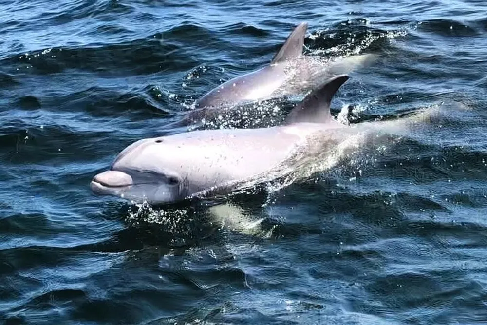 Two dolphins are swimming near the surface of the water with one partially leaping out creating a splash