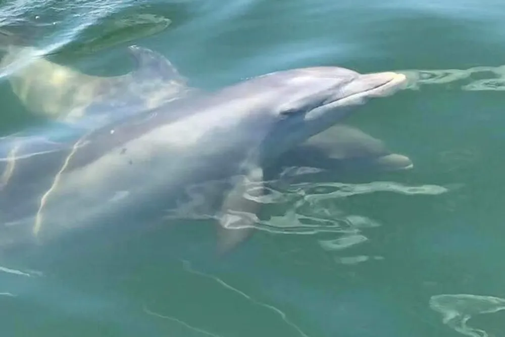 The image shows a dolphin swimming just below the surface of greenish water with parts of its body illuminated by sunlight