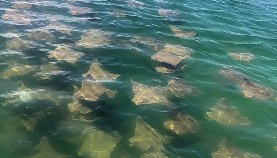 The image shows a group of rays swimming near the surface of the clear greenish waters.