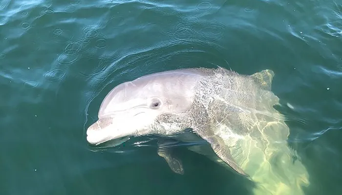 Private Boat and Dolphin Watching in Florida Photo