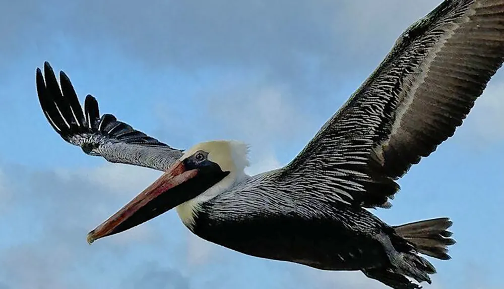 A pelican is captured in mid-flight with its wings fully extended against a backdrop of blue sky with wisps of cloud