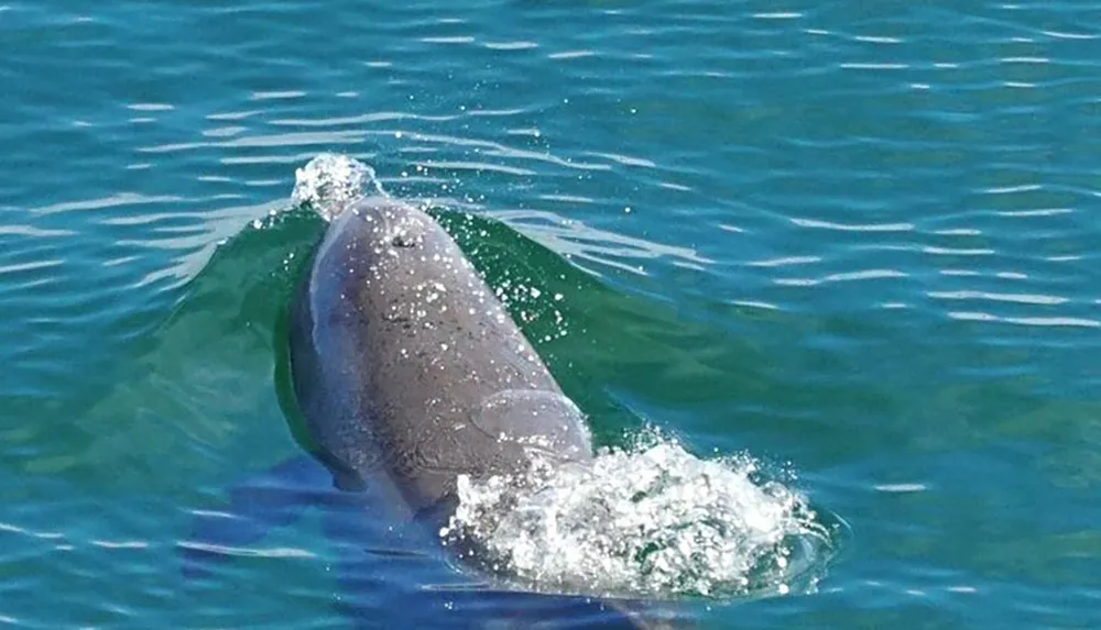 A manatee is swimming through clear blue water creating a wake as it surfaces