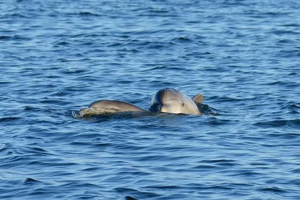 A dolphin is visible above the waters surface in a calm blue sea