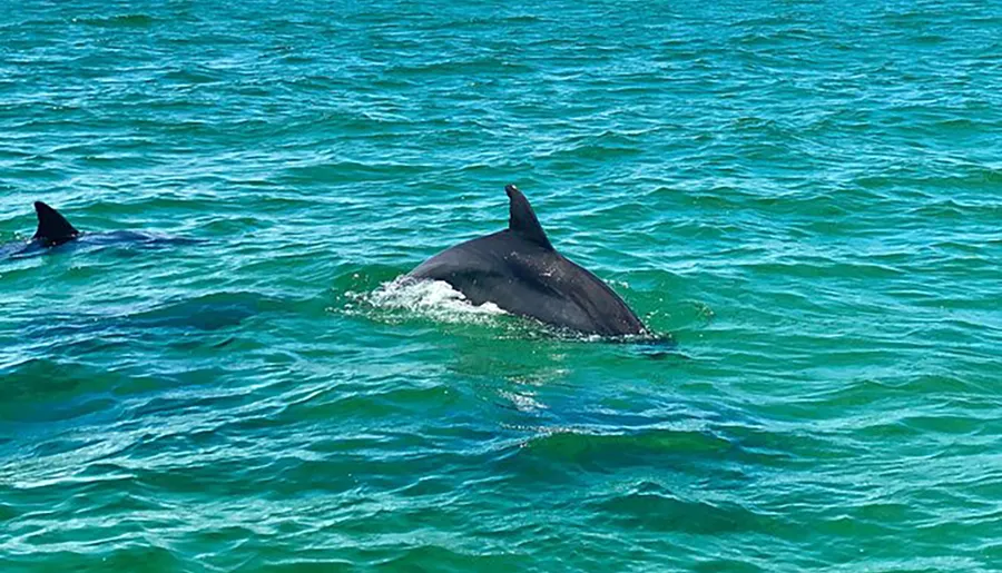 Two dolphins are swimming in the clear blue waters of the ocean.