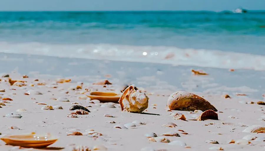 A sandy beach strewn with various seashells under a clear blue sky.