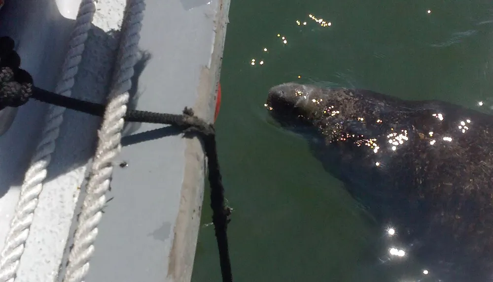 A seal is peeking out of the water next to a boat with ropes visible in the foreground