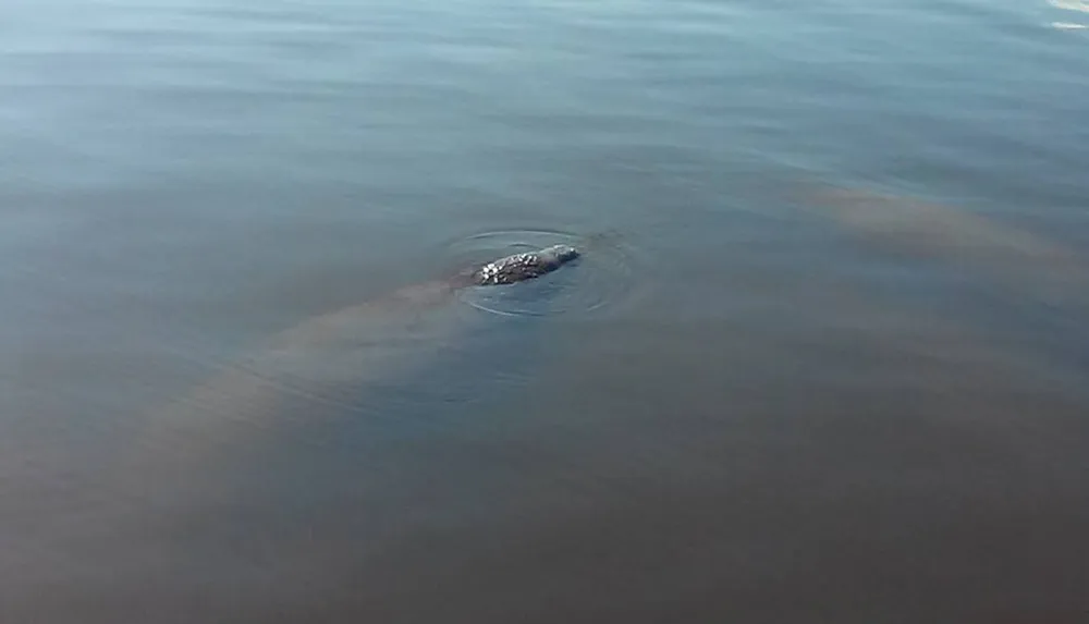 A manatee is submerged near the surface of the water with only a portion of its back visible