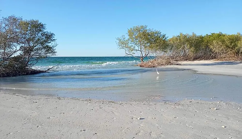 A serene beach scene with a single bird standing near the waters edge surrounded by lush foliage and a clear sky