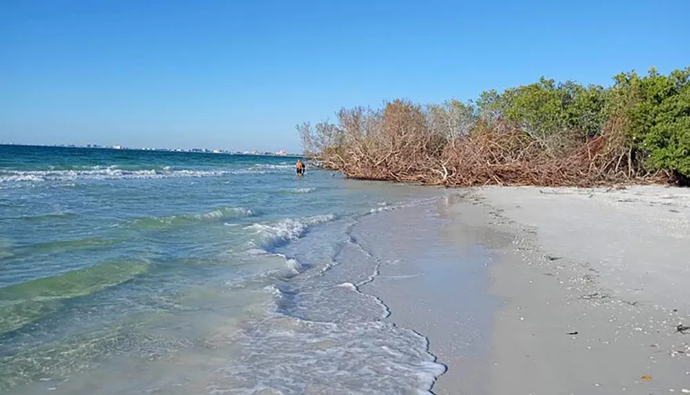 A person is walking along a tranquil beach with gentle waves and mangrove trees on a clear day