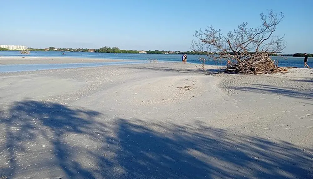 The image shows a serene beach with a clear blue sky a fallen tree and a few people walking near the waters edge