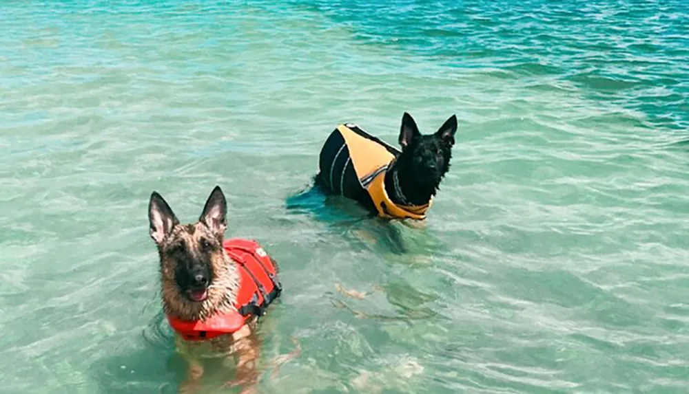 Two German Shepherd dogs are wearing life vests while standing in clear blue water