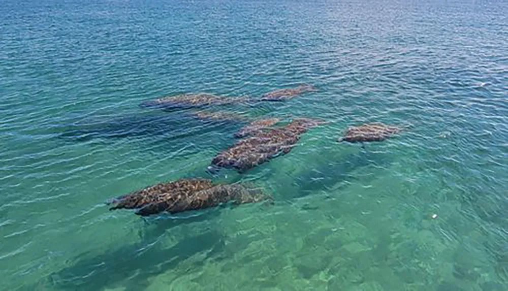 This image shows a group of manatees swimming close together in clear shallow waters