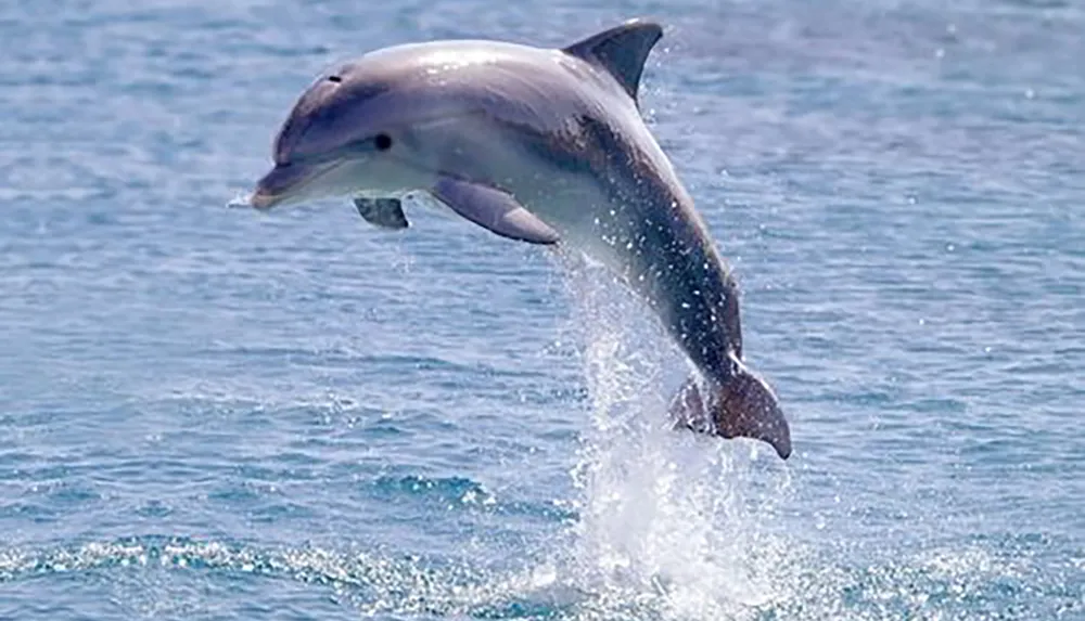 A dolphin is leaping out of the ocean water against a backdrop of blue sea