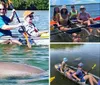 Two kayakers are enjoying a sunny day on the water with a dolphin swimming close by