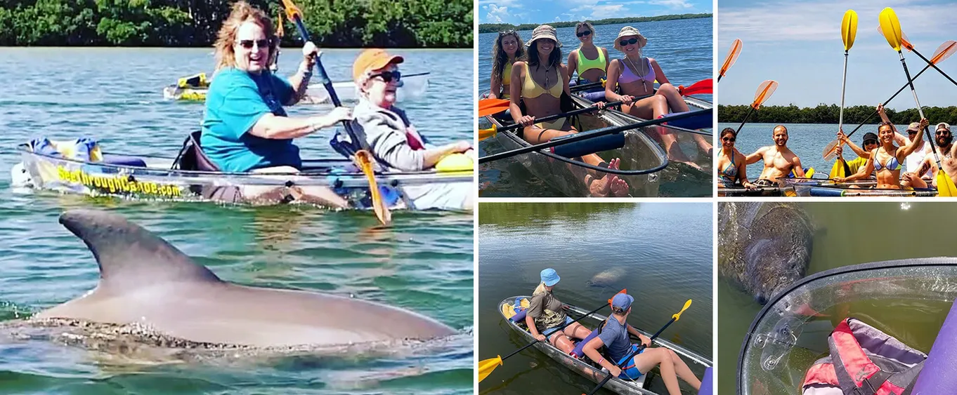 Manatee And Dolphin Tour