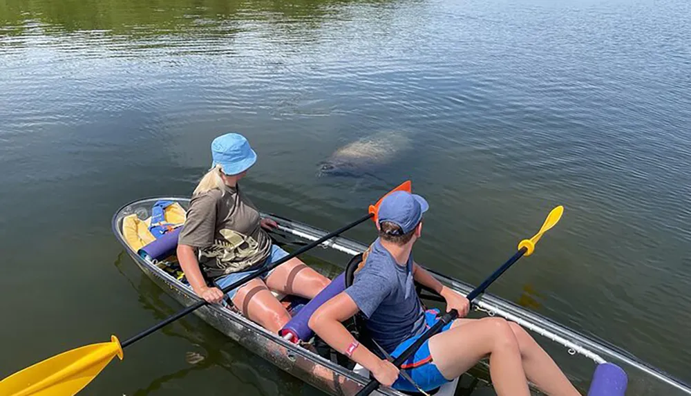 Two individuals in a canoe are observing a manatee swimming near them in calm waters