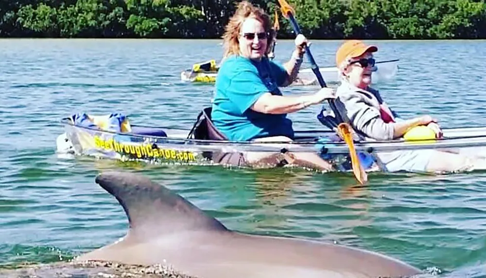 Two kayakers are enjoying a sunny day on the water with a dolphin swimming close by