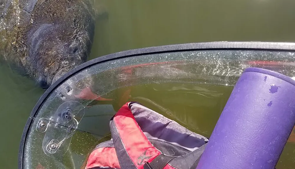 A manatee is seen underwater next to the clear hull of a boat with a life vest resting inside