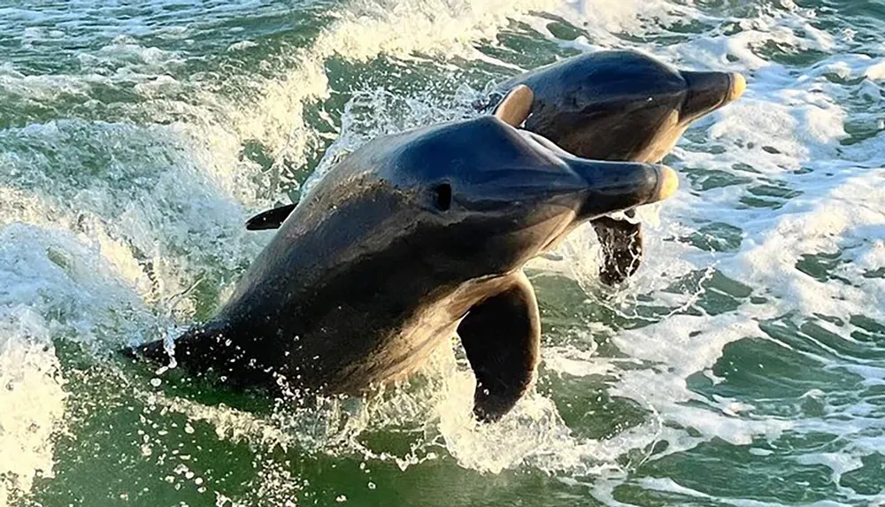 A dolphin is leaping out of the ocean waves in this dynamic and vibrant photo