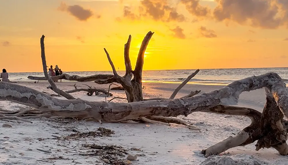 A tranquil sunset scene at a beach with silhouetted individuals and driftwood in the foreground