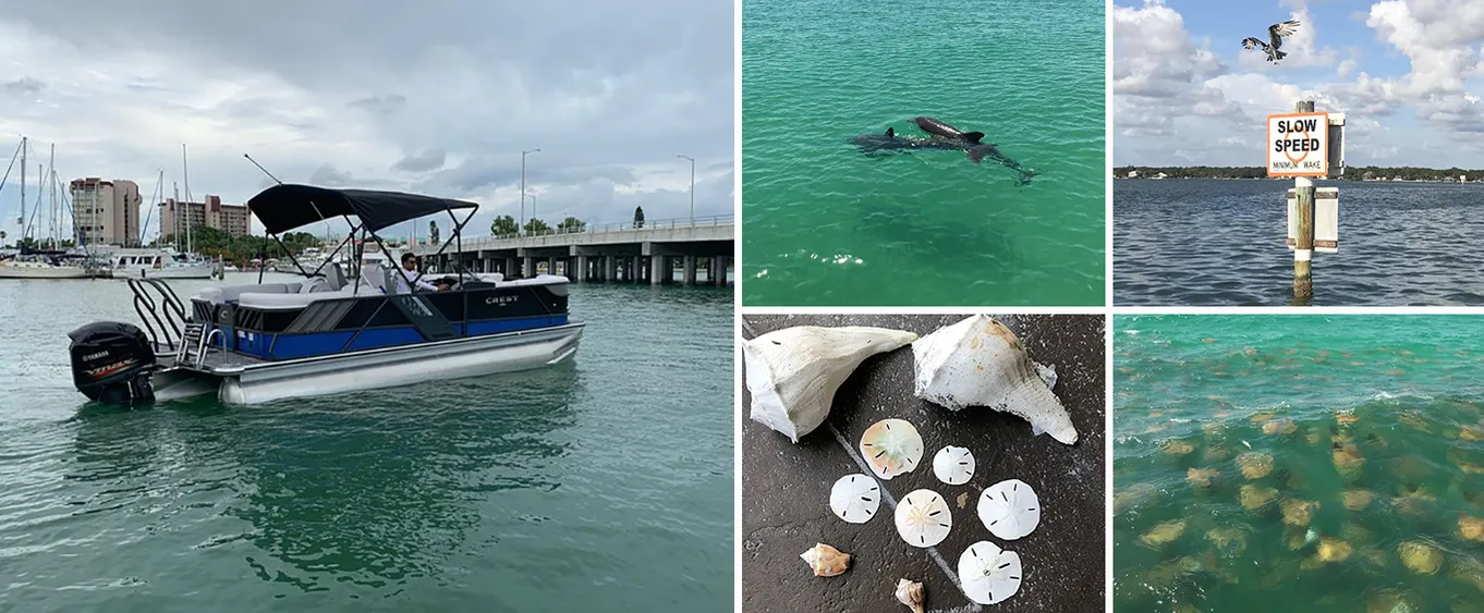 Dolphin Shelling Snorkeling Cruise in Tampa