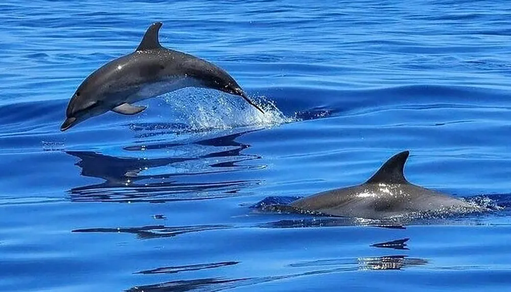 A dolphin is leaping out of the tranquil blue ocean while another swims below the waters reflective surface