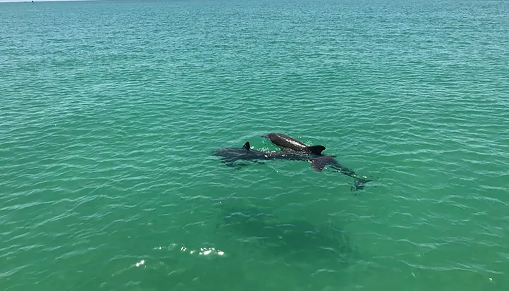 The image shows a pair of dolphins swimming close to the surface of clear greenish sea water