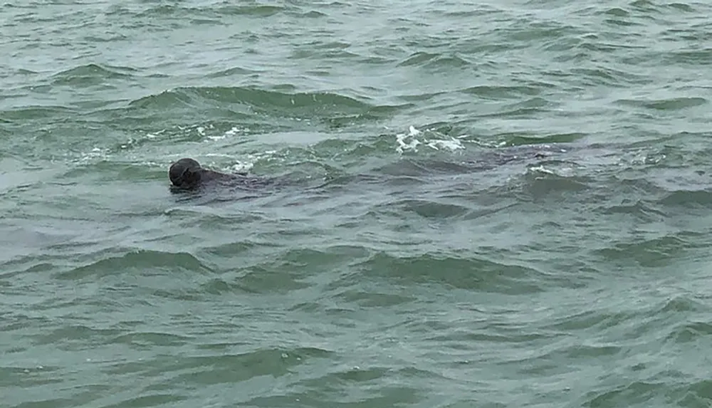 A seal is peeking its head out of the choppy green waters of the sea