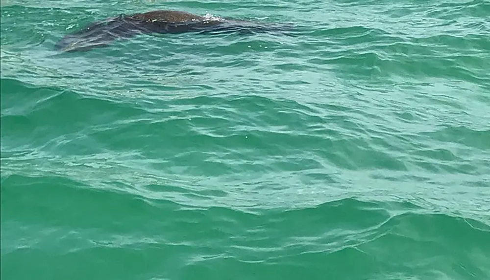 The image depicts a sea turtle swimming near the surface of murky green ocean water