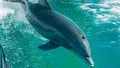 2 Hours Private Dolphin Eco Bout Tour to St Pete Beach Florida Photo