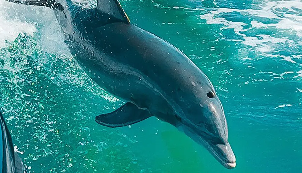 A dolphin is leaping out of the turquoise waters creating a dynamic splash