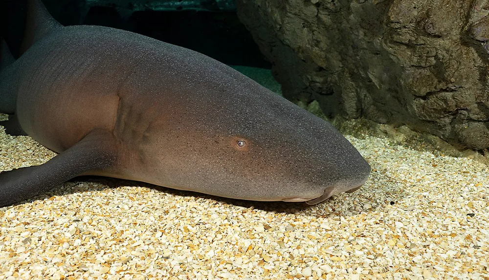 A nurse shark is resting on a bed of crushed shells at the bottom of an aquarium