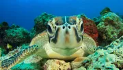 A sea turtle is resting on a coral reef with a small fish swimming behind it.