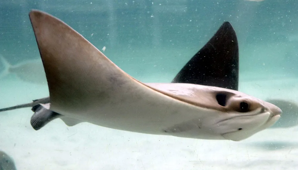 The image shows a cownose ray swimming underwater displaying its distinctive flat body and wing-like pectoral fins