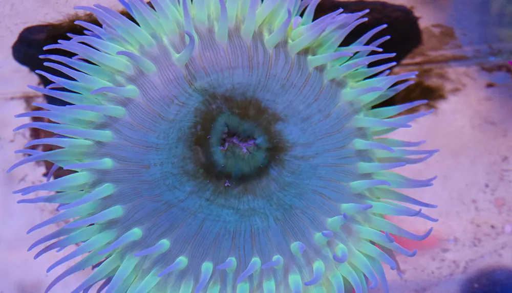 The image shows a vibrant sea anemone with flowing tentacles displaying a gradient of fluorescent colors from its center outward